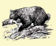 Harn: Bears
